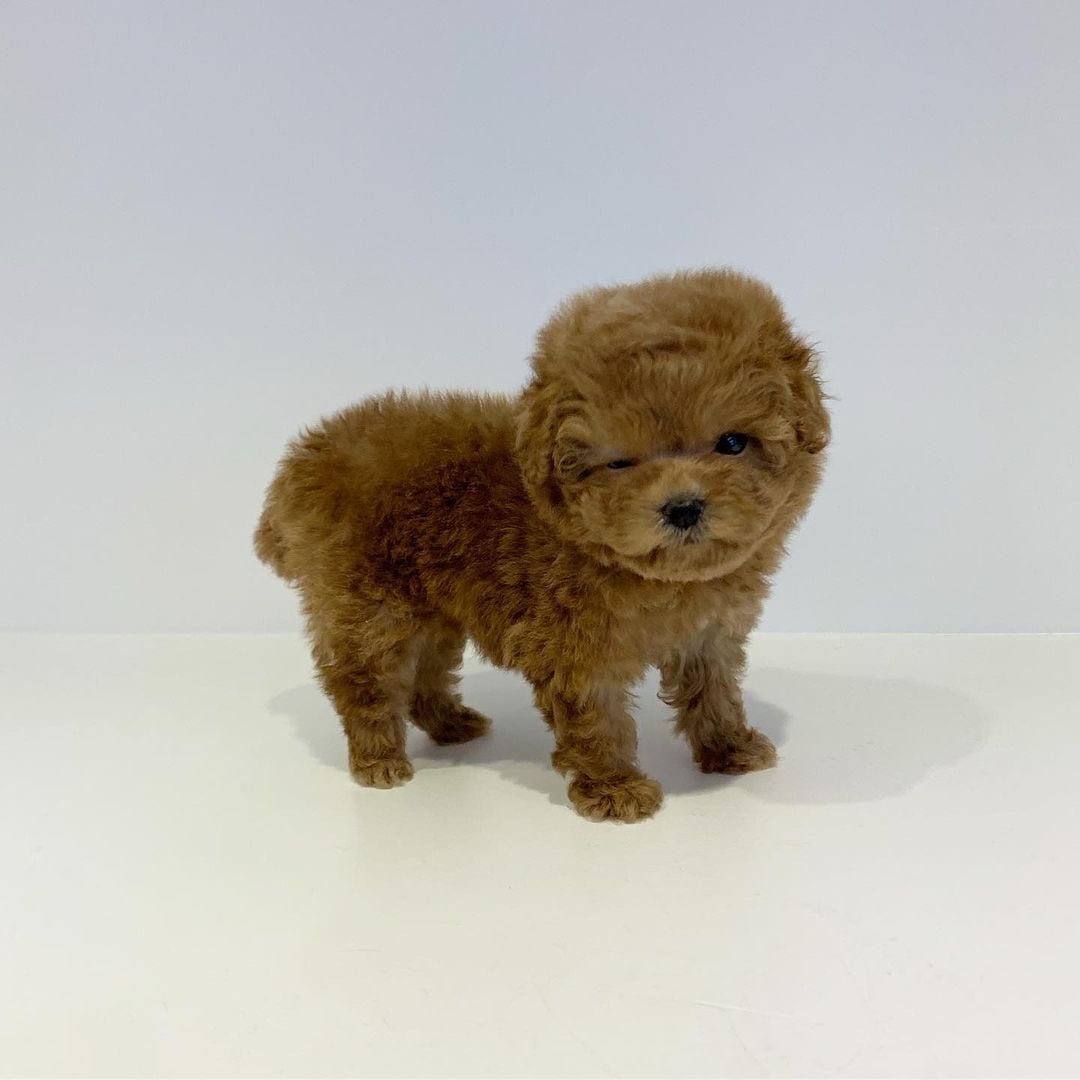  teacup poodle puppies