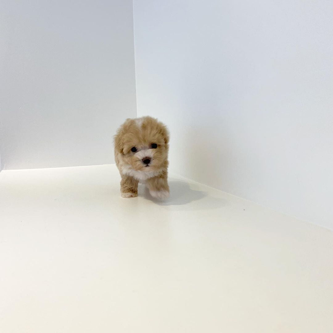  teacup poodle price in usa