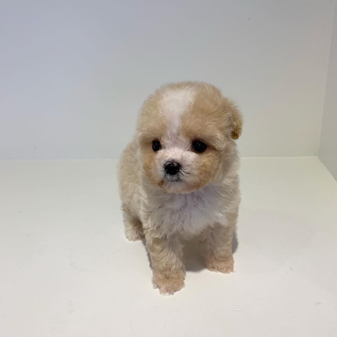  micro teacup poodles for sale