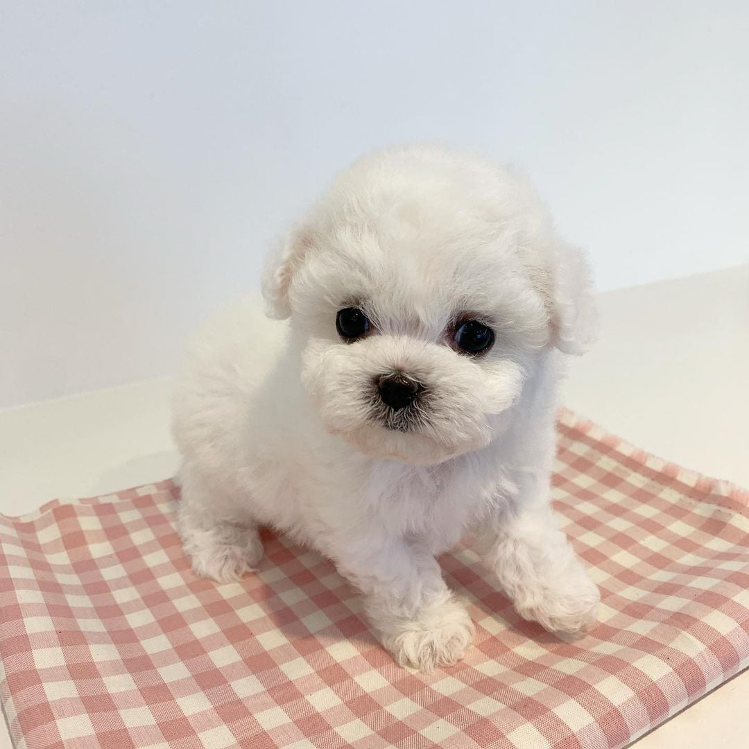  micro poodle for sale