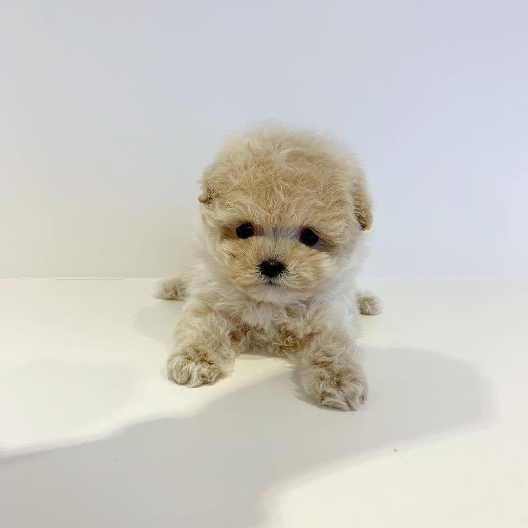  teacup poodles for sale