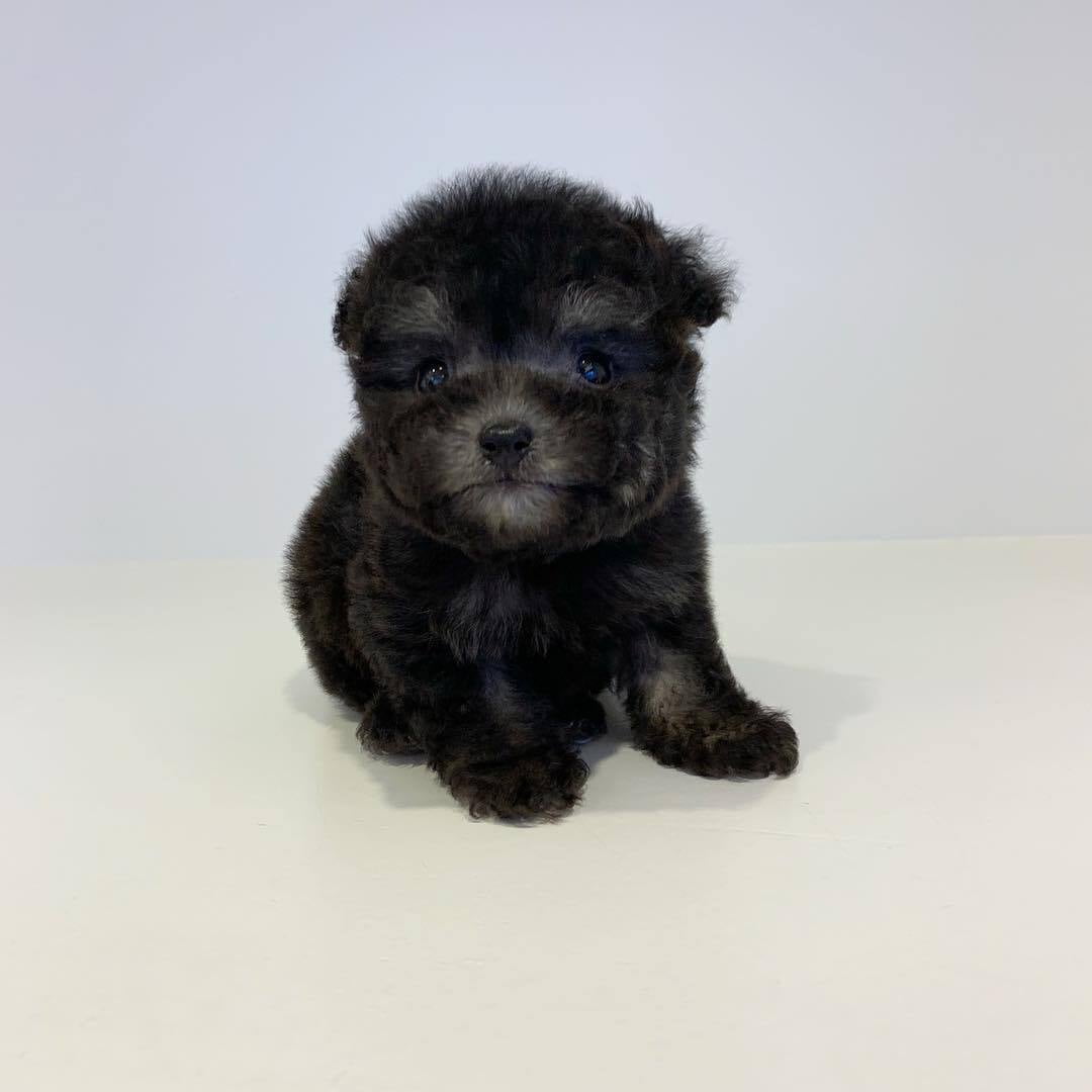  looking for a teacup poodle