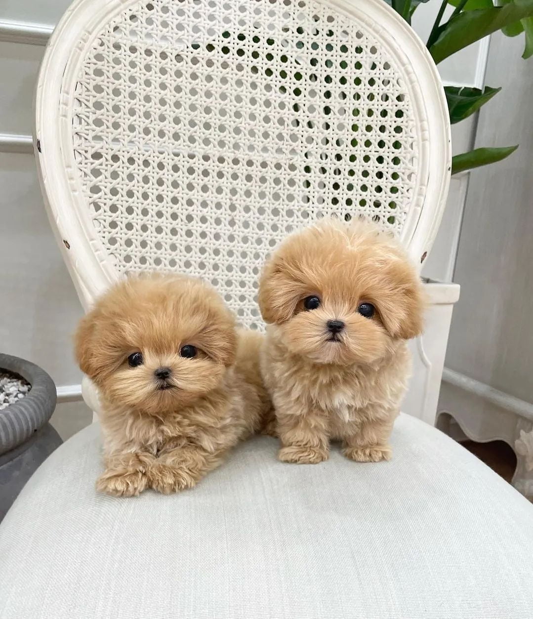 buy teacup poodles